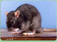 rat control Bangor